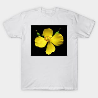 Yellow Wood Poppy T-Shirt